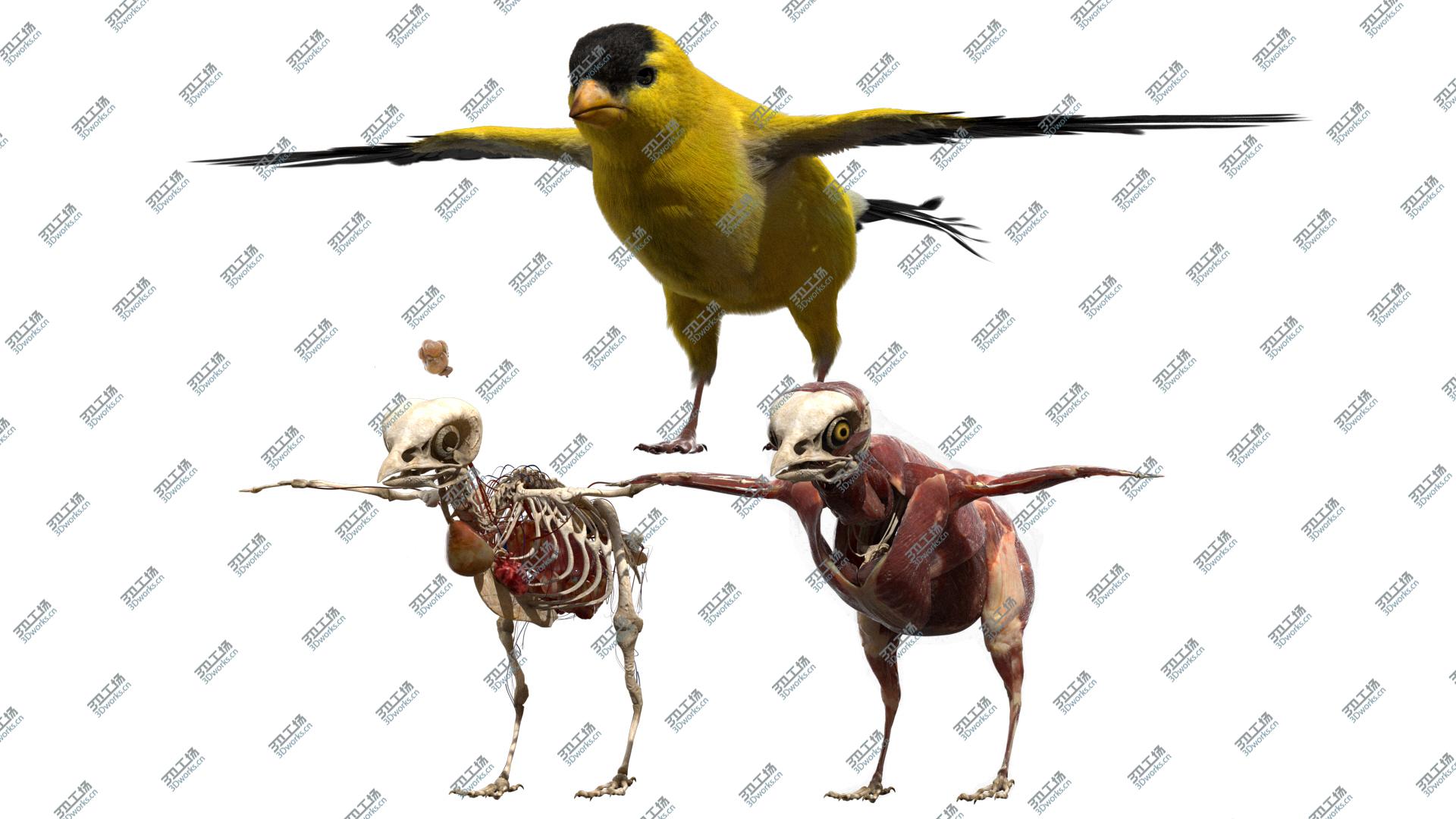 images/goods_img/2021040232/Goldfinch Fur Anatomy 3D/2.jpg